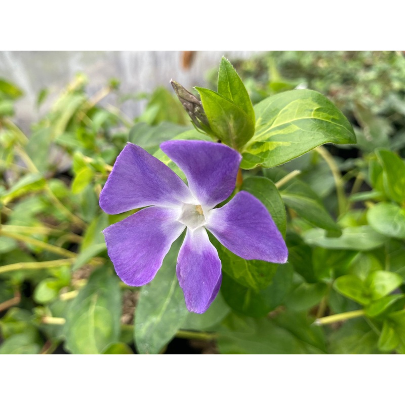 Vinca major Maculata|2 Litre