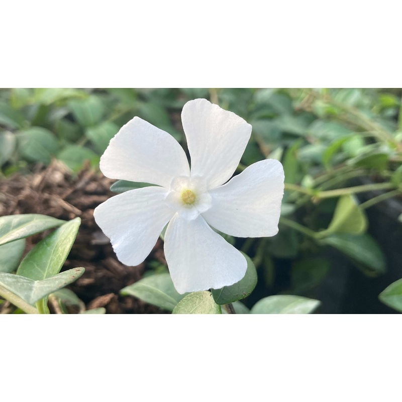 Vinca minor Alba|9CM|2 litre