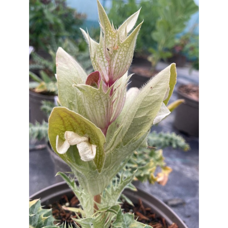 Acanthus hirsutus subsp. syriacus