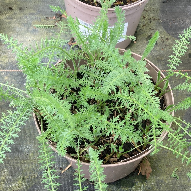 Achillea ‘Inca Gold’|9cm|2 Litre