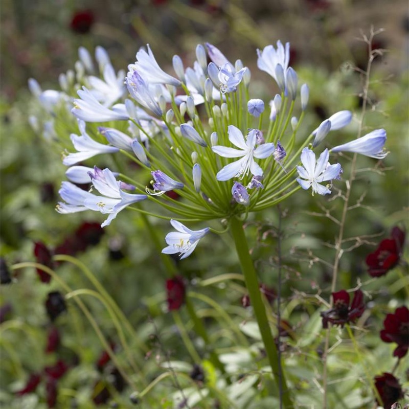 Agapanthus Big Blue|9cm|2 Litre