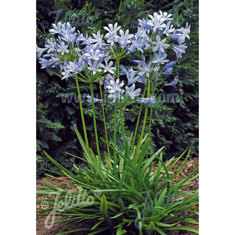 Agapanthus Queen Mum|2 Litre