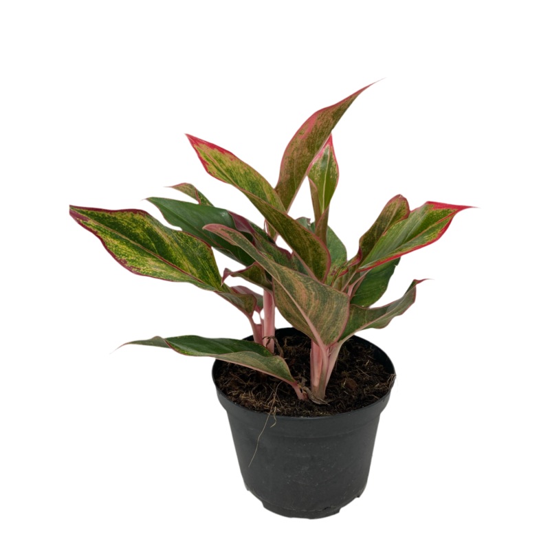 Aglaonema ‘Siam’|6″ Pot|10″ Pot