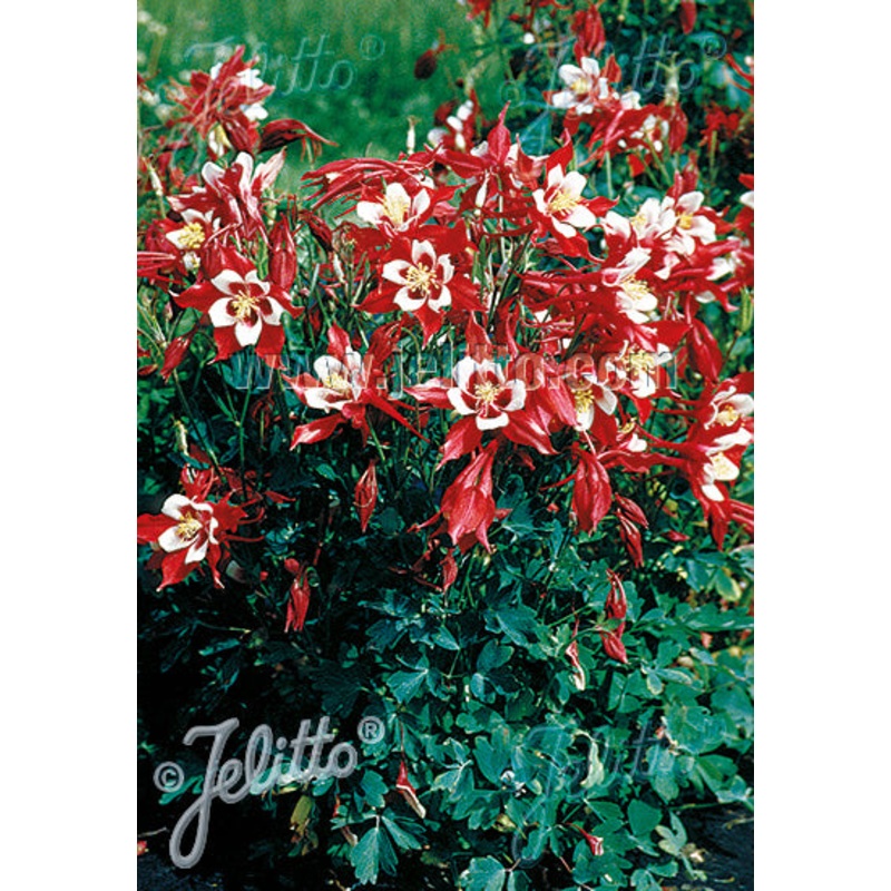 Aquilegia vulgaris Red Star|0.5 Litre|2 litre