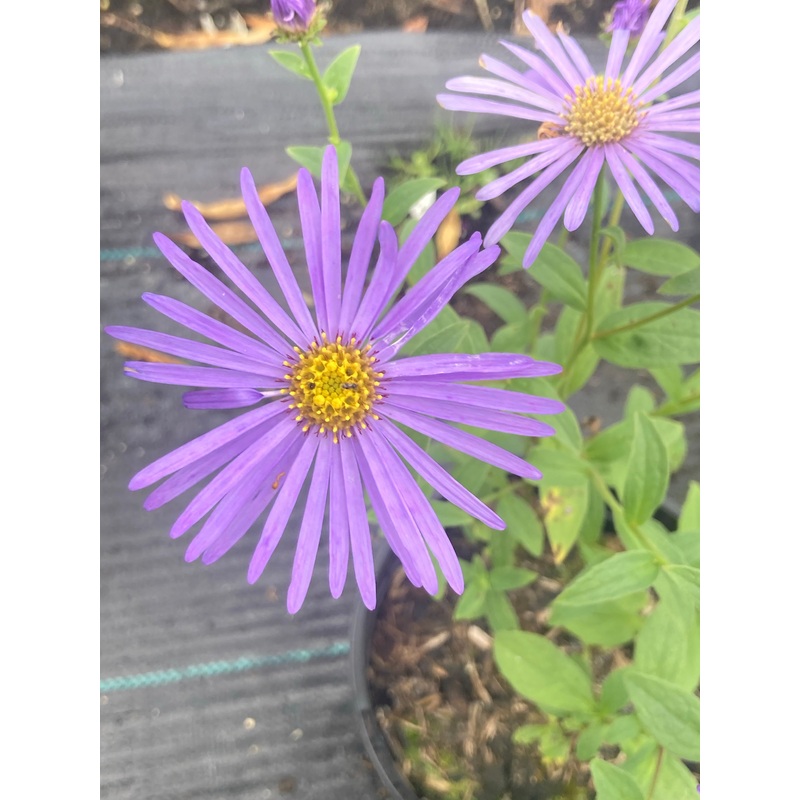 Aster  frikartii ‘Wunder von Stfa’ AGM