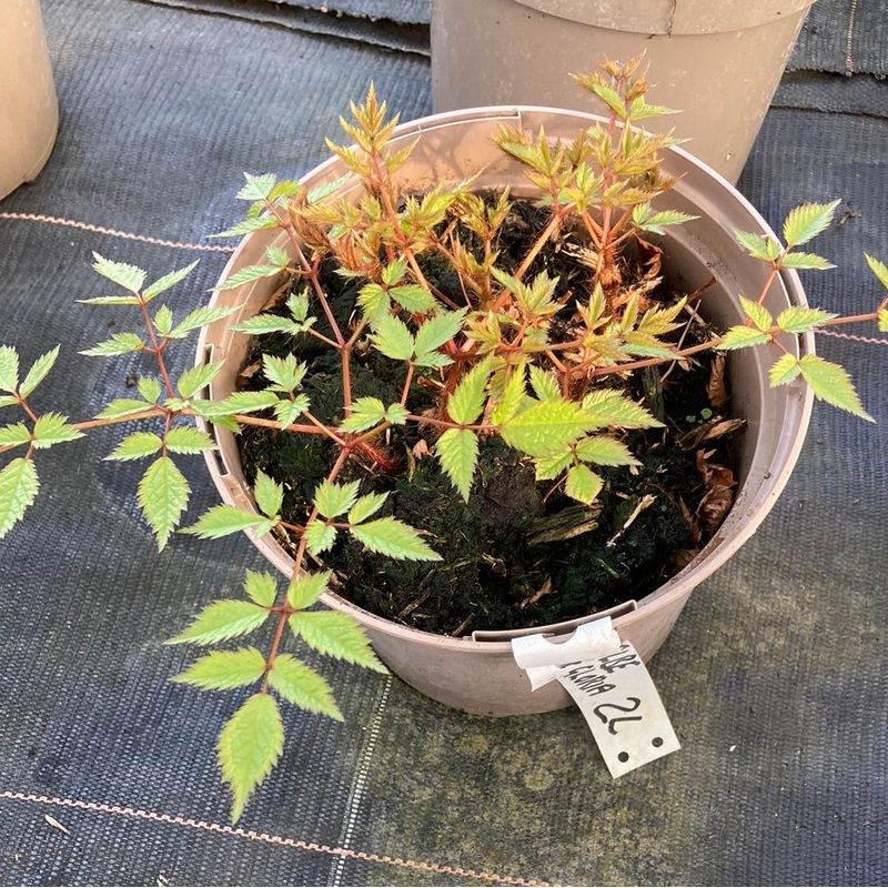 Astilbe ‘Weisse Gloria’|2 Litre