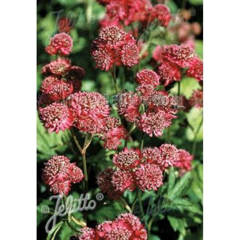 Astrantia Primadonna|9CM|2 Litre