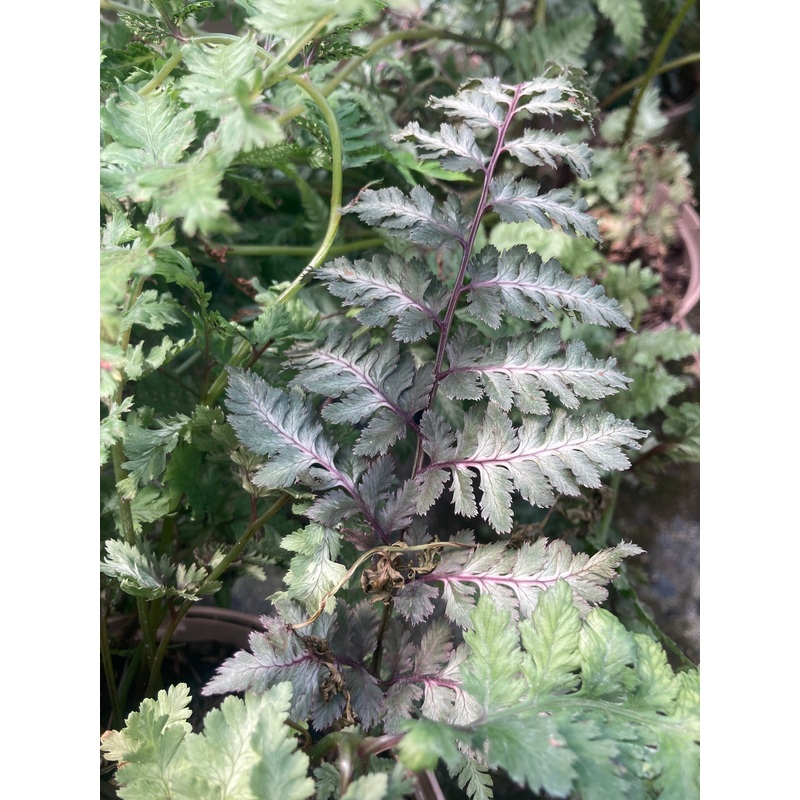 Athyrium niponicum Metallicum – AGM