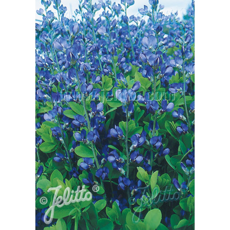 Baptisia Caspian Blue – AGM|9CM|2 Litre