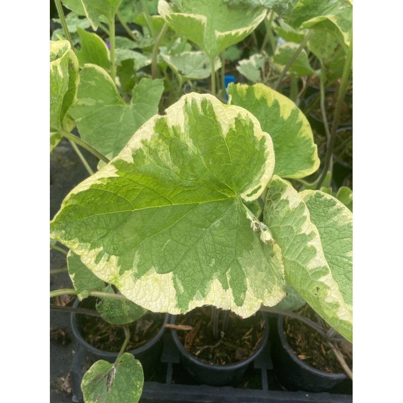 Brunnera macrophylla Hadspen Cream – AGM