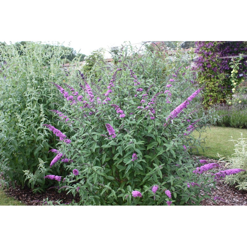 Buddleja (Buddleia) Border Beauty