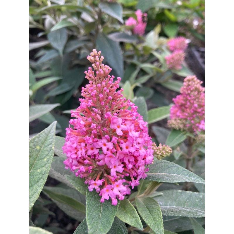 Buddleja (Buddleia) Butterfly Candy Series Little Pink – Dwarf Buddleia