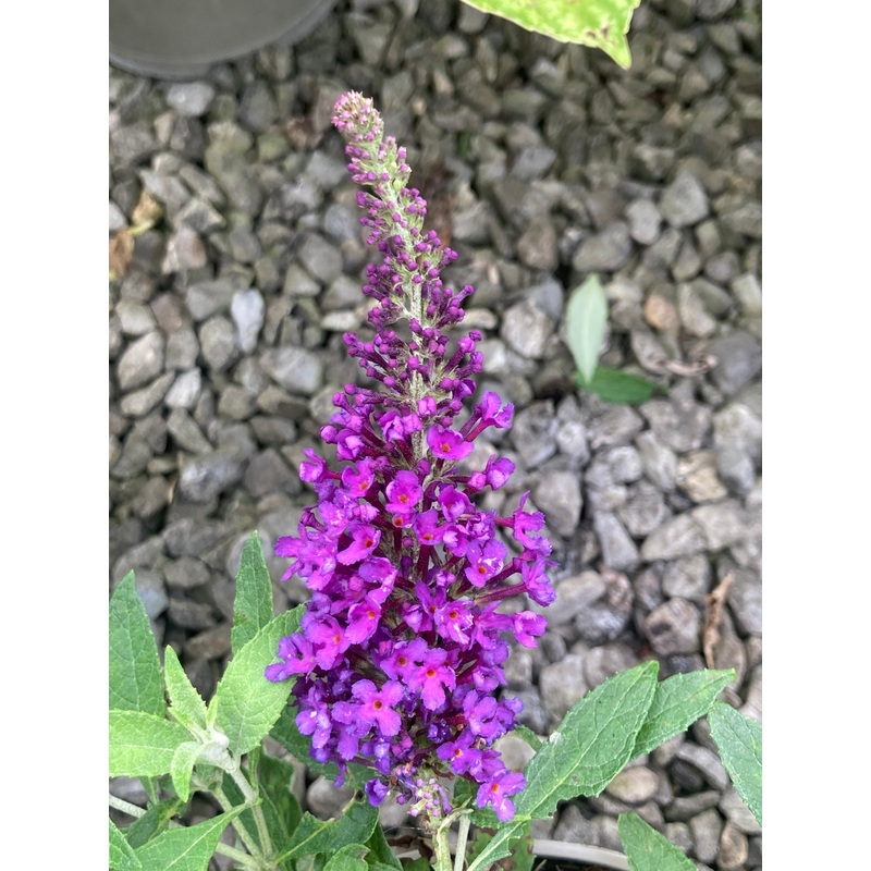 Buddleja (Buddleia) Butterfly Candy Series Little Purple – Dwarf Buddleia