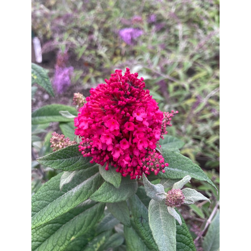 Buddleja (Buddleia) Butterfly Candy Series Little Ruby – Dwarf Buddleia
