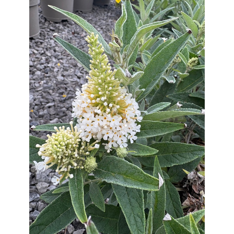Buddleja (Buddleia) Butterfly Candy Series Little White – Dwarf Buddleia