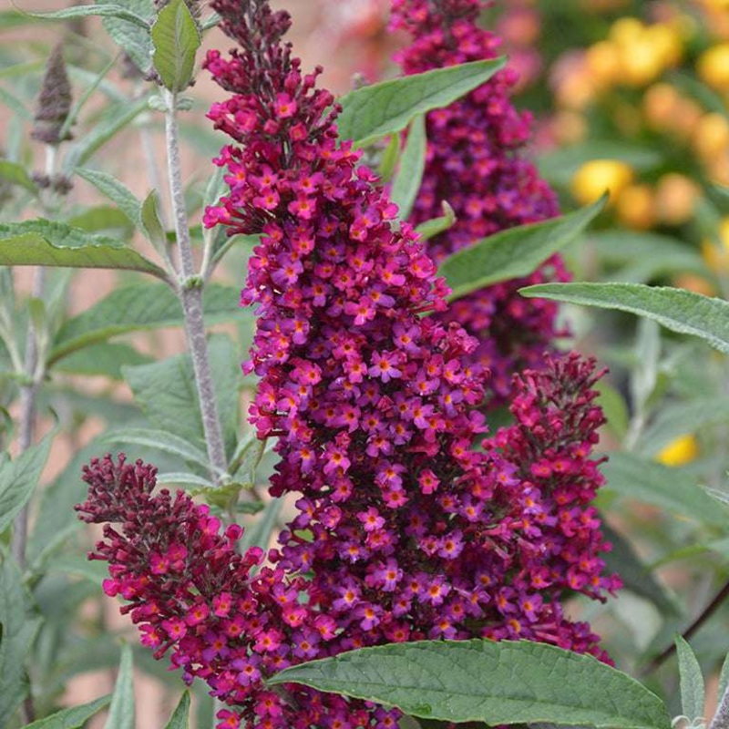 Buddleja (Buddleia) davidii Buzz Wine – Dwarf Buddleja