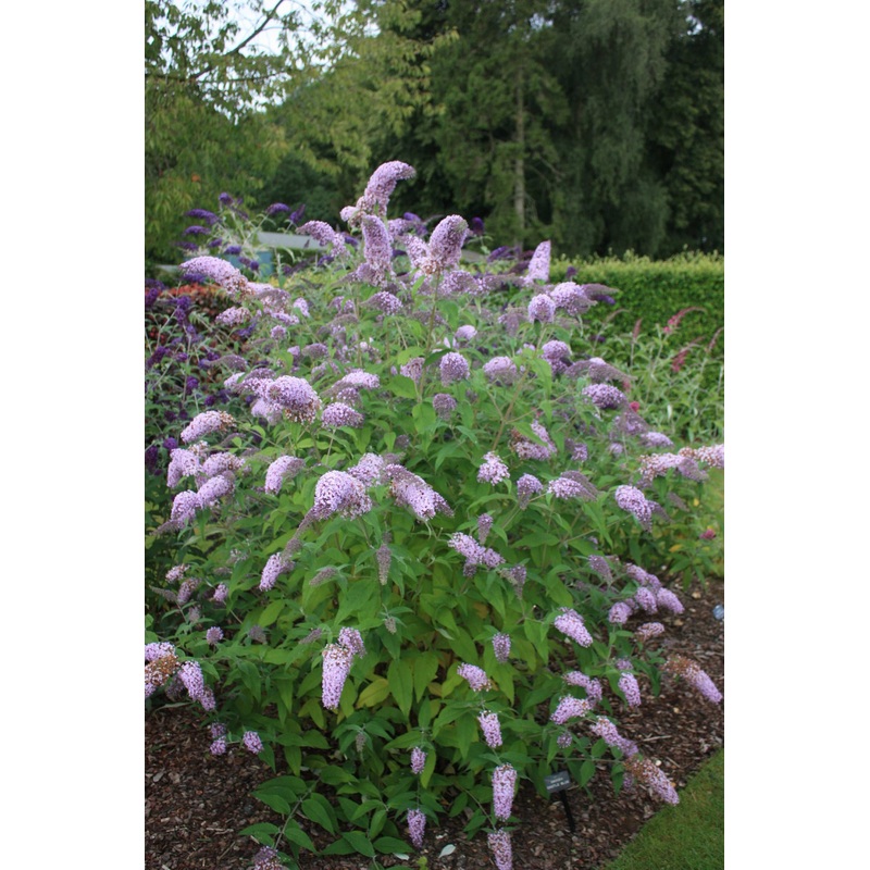 Buddleja (Buddleia) davidii Castle School