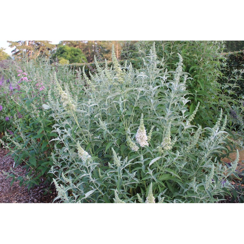Buddleja (Buddleia) davidii Darent Valley – AGM