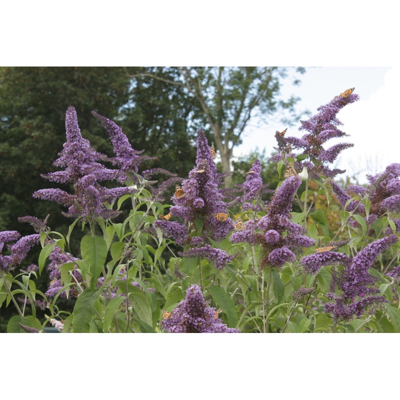 Buddleja (Buddleia) davidii ‘Greenway’s River Dart’