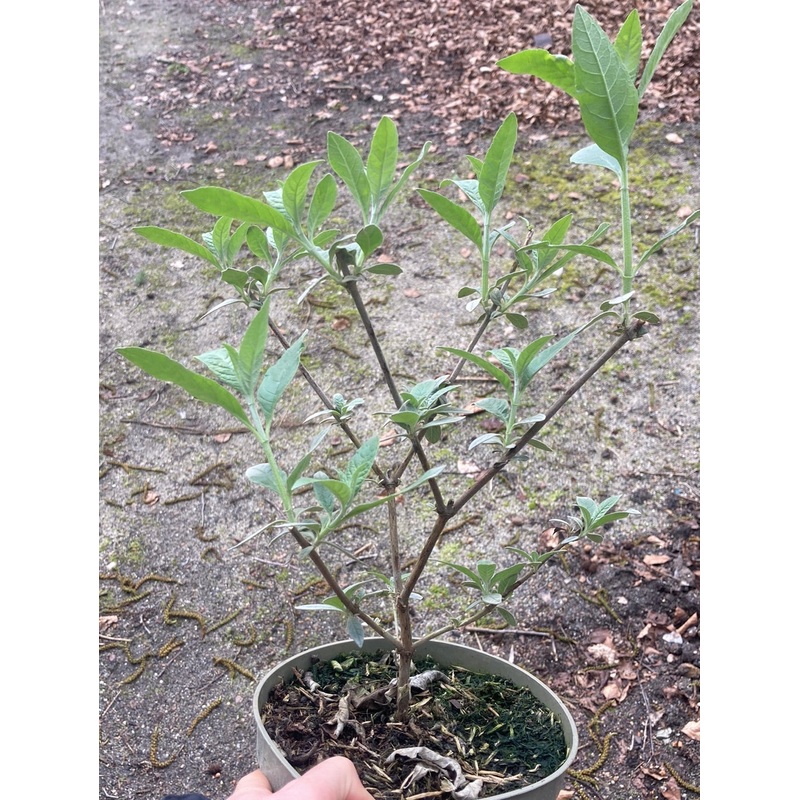 Buddleja (Buddleia) davidii ‘Griffin Blue’