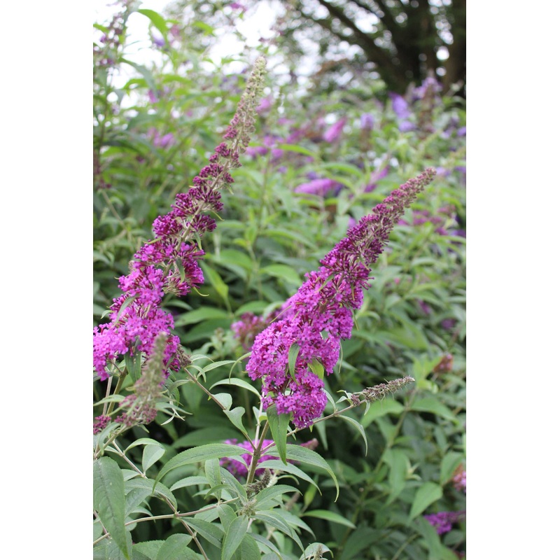 Buddleja (Buddleia) Longstock Autumn Delight