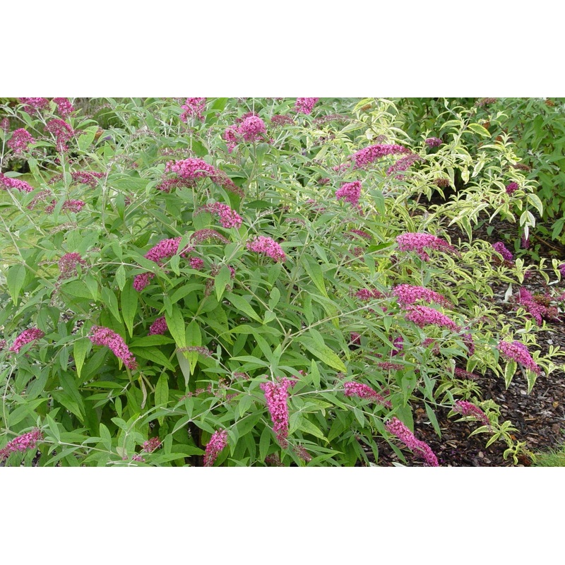 Buddleja (Buddleia) Pink Spread