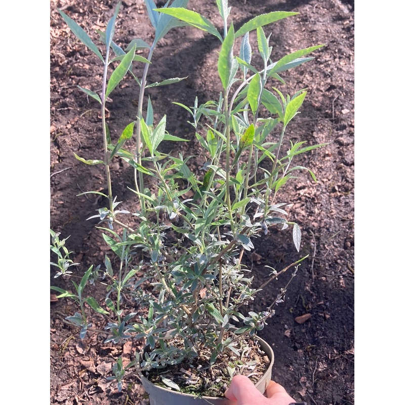 Buddleja davidii Nanho Blue|3x 5cm Plug Plants|9cm|2 Litre