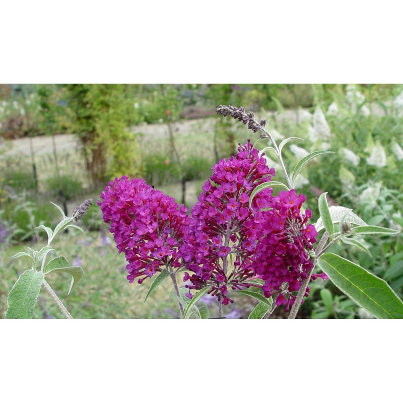 Buddleja davidii Nanho Purple AGM