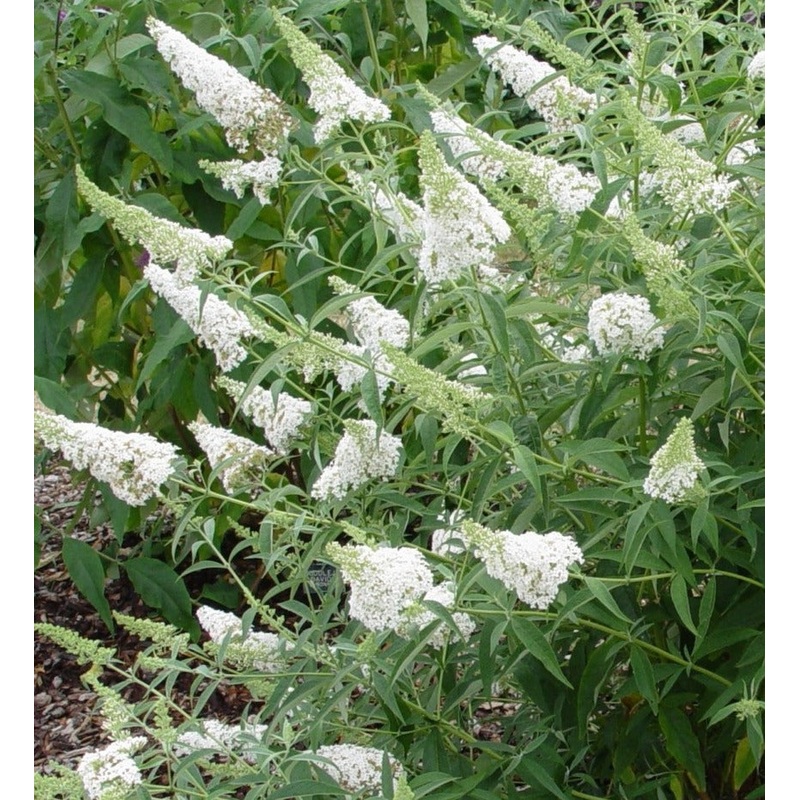 Buddleja davidii Nanho White|3x 5cm Plug Plants|9cm|2 Litre