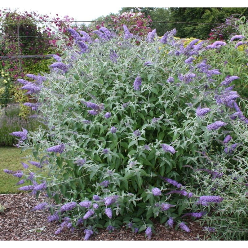 Buddleja davidii Southcombe Splendour