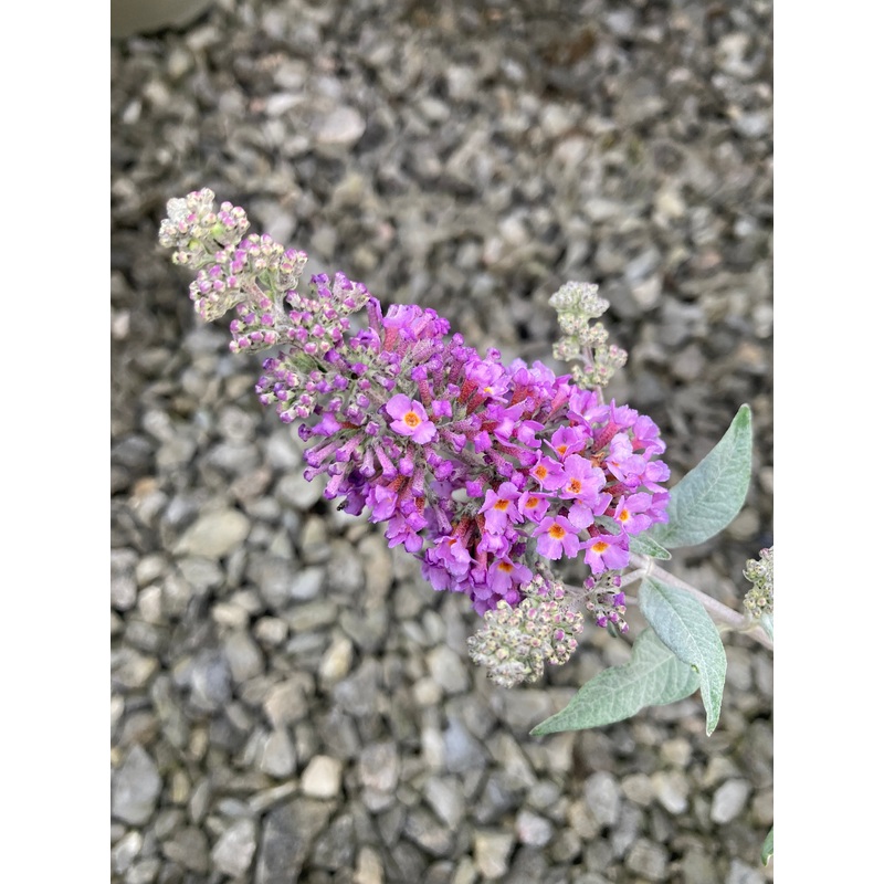 Buddleja HUMDINGER Collection ‘Lavender Cupcake’ – Dwarf Buddleia