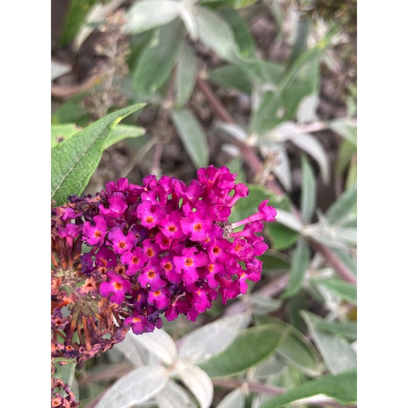 Buddleja HUMDINGER Collection ‘Magenta Munchkin’ – Dwarf Buddleia