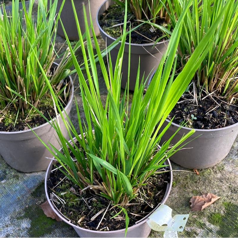 Calamagrostis  acutiflora ‘Waldenbuch’