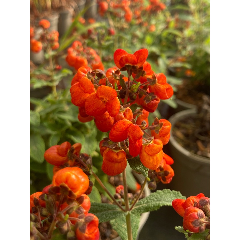 Calceolaria integrifolia Kentish Hero