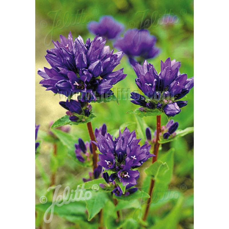 Campanula glomerata Superba – AGM