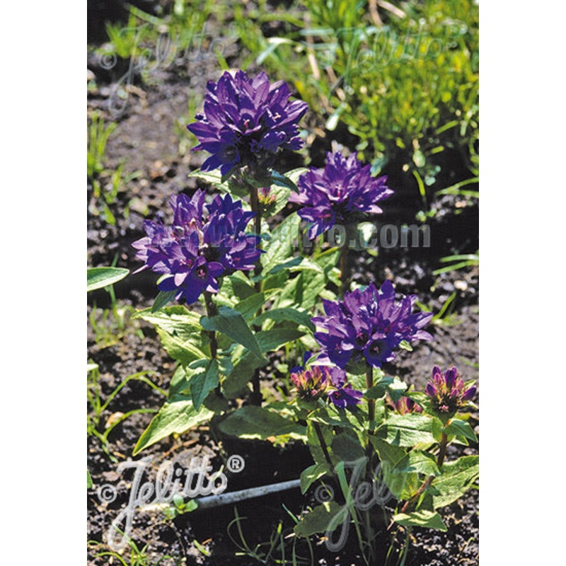 Campanula glomerata var. acaulis