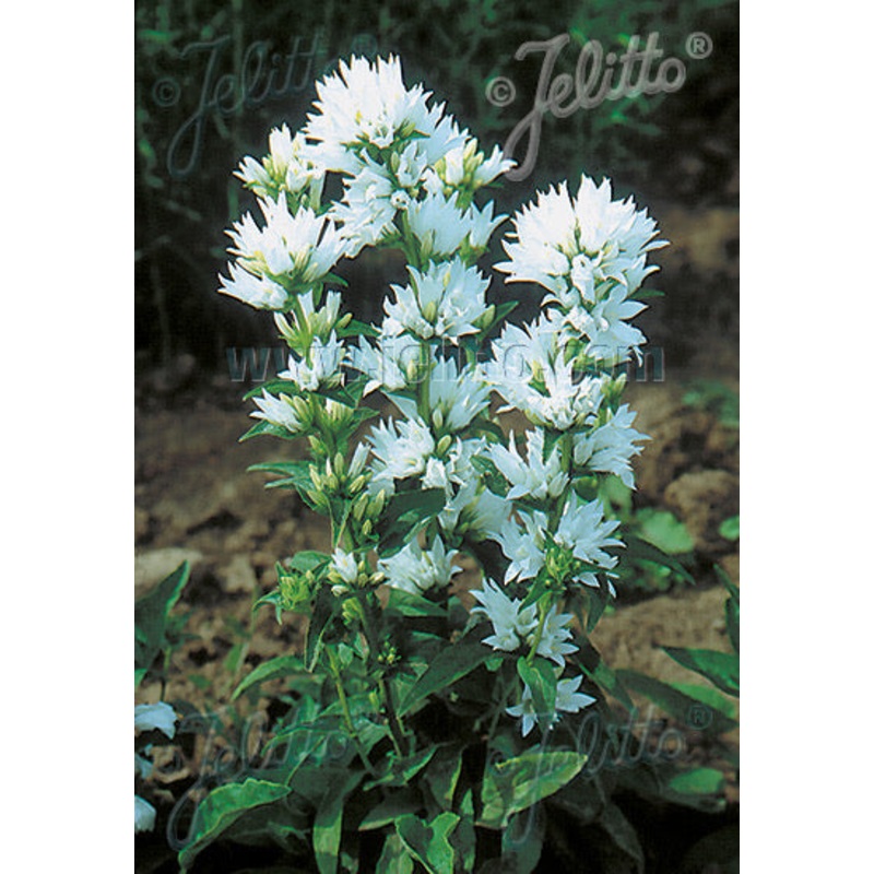 Campanula glomerata var. alba|9cm|2 Litre