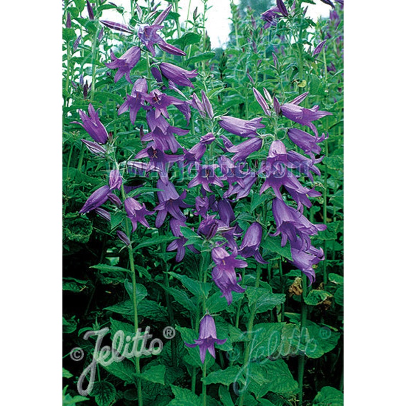 Campanula latifolia var. macrantha