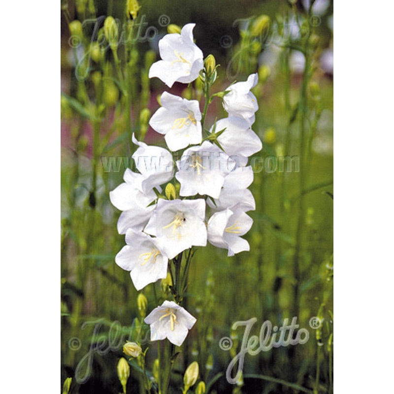 Campanula persicifolia Grandiflora Alba