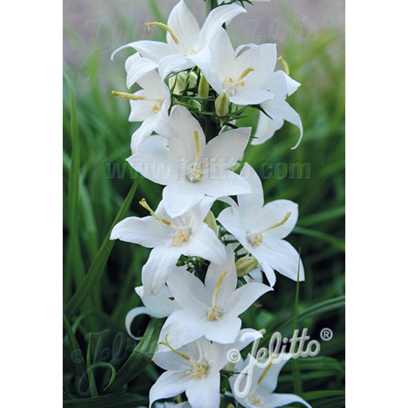 Campanula pyramidalis Alba|9cm|2 Litre