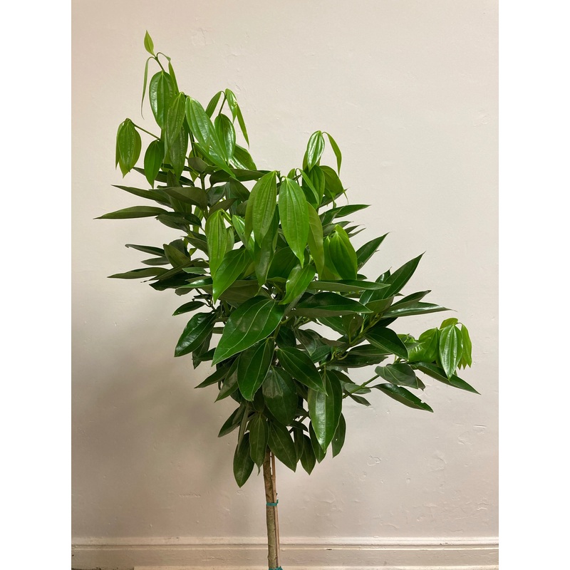 Canella winterana ‘Cinnamon bark Tree’