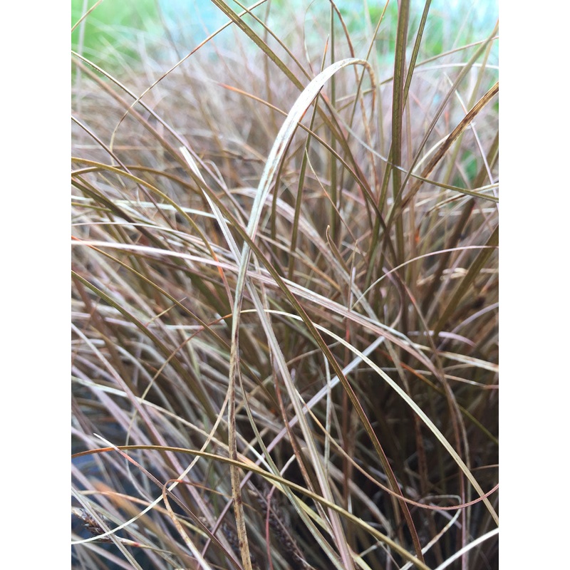Carex buchananii|2 Litre