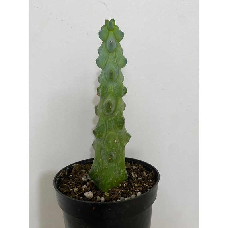 Cereus ‘Boobie Cactus’|3″ Pot|4″ Pot