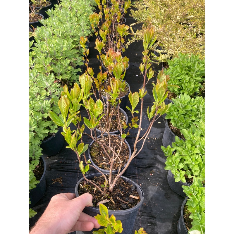Clethra Ruby Spice – AGM|2 Litre|9cm Pot