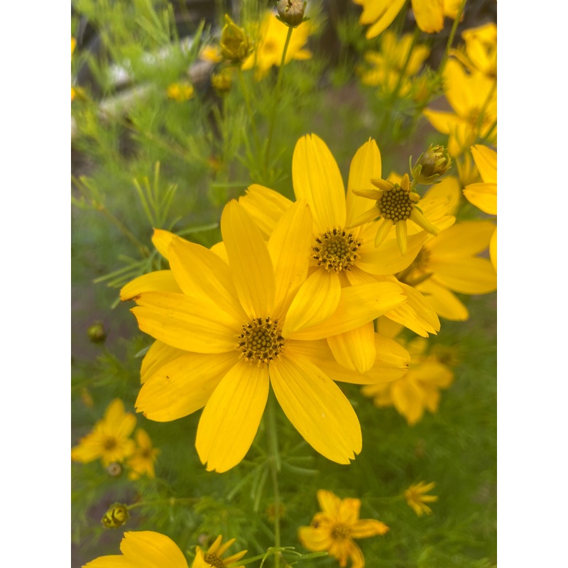 Coreopsis verticillata Zagreb AGM
