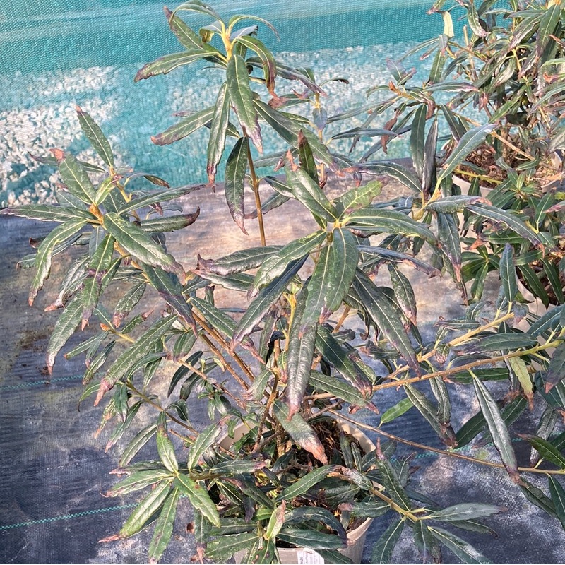 Crinodendron Ada Hoffman|2 Litre
