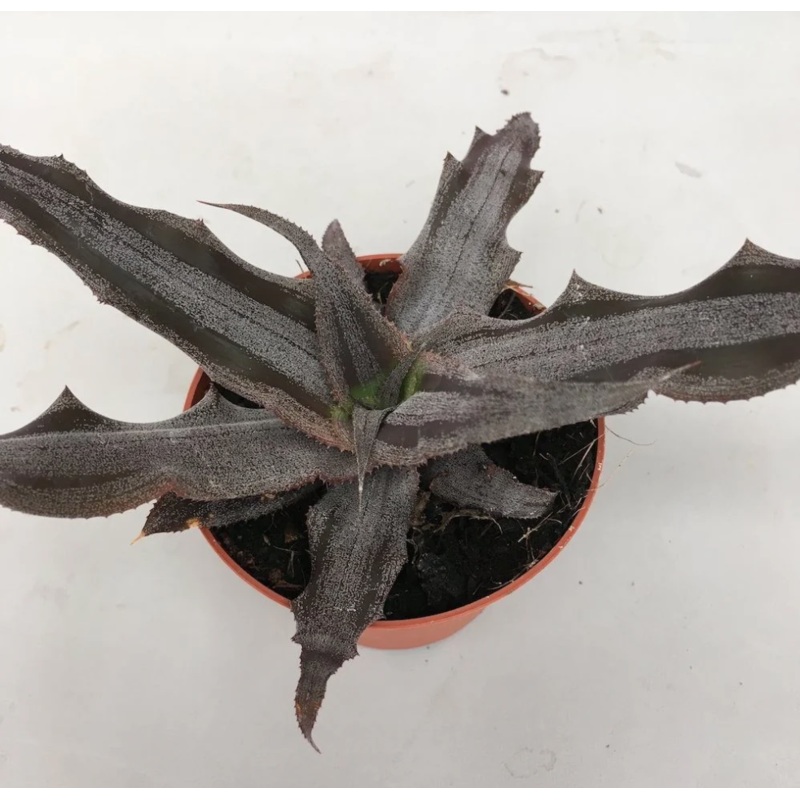 Cryptanthus ‘Creme Brulee’|3″ Pot