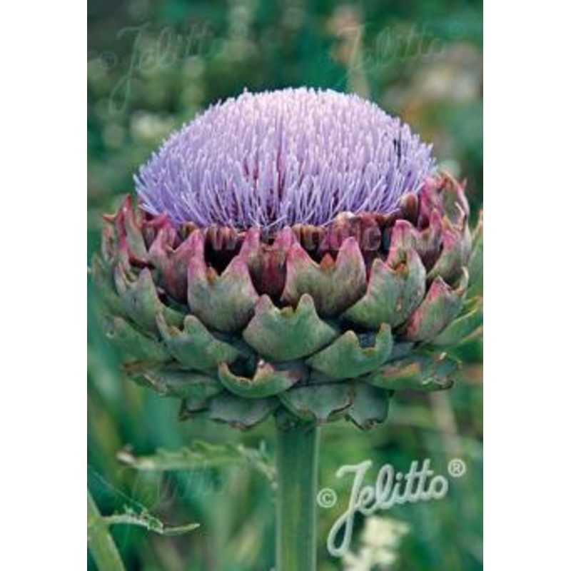 Cynara cardunculus Green Globe