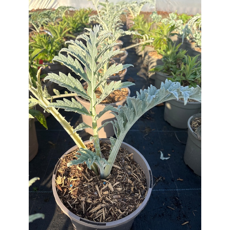 Cynara cardunculus ‘Romanesco’