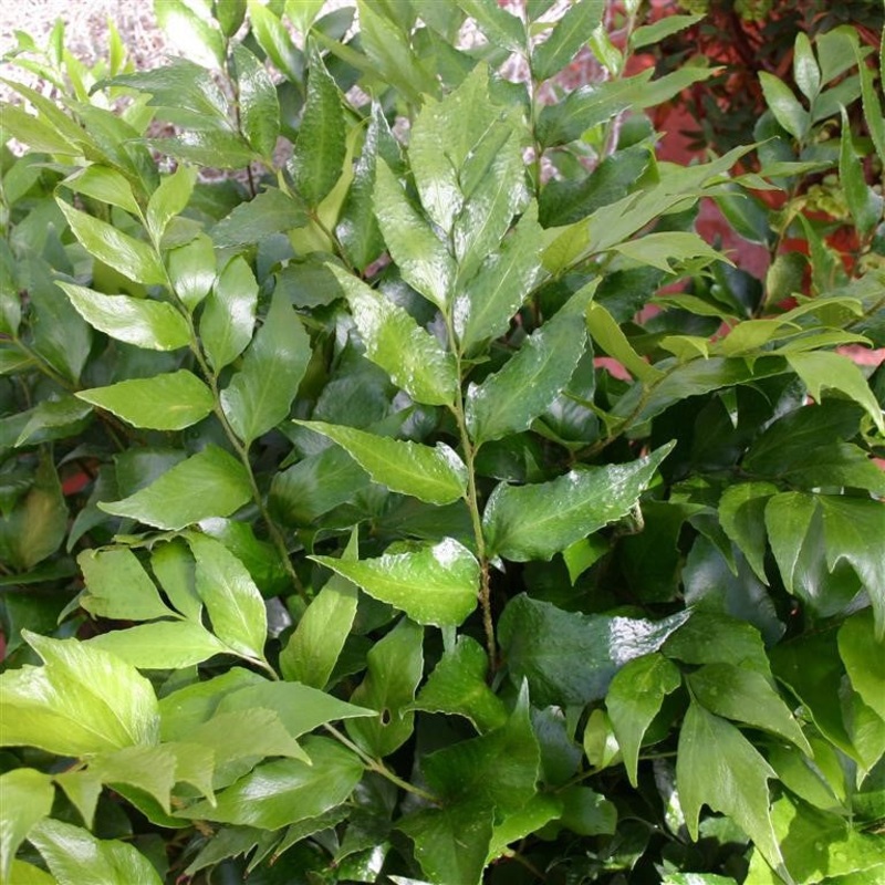 Cyrtomium falcatum – AGM|2 Litre